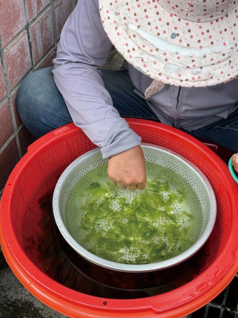 澳底的婦女淘洗採集來的鵝仔菜（礁膜）。
