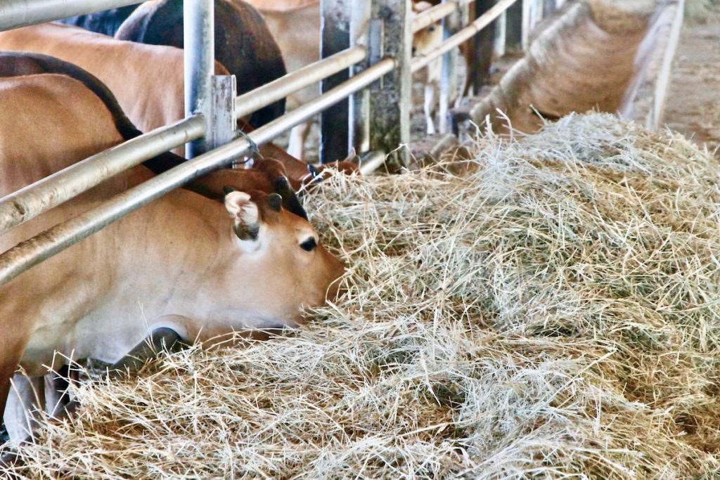 乾草為草食動物重要飼料，過往臺灣多依賴進口。