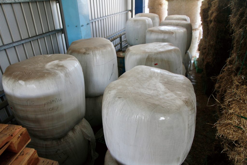 青割玉米經厭氧醱酵後可製成青貯料。