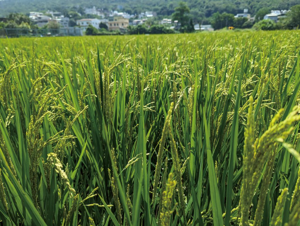 國內水稻田裡的稉秈雙元結構會因市況而變化。（豐年社資料照）