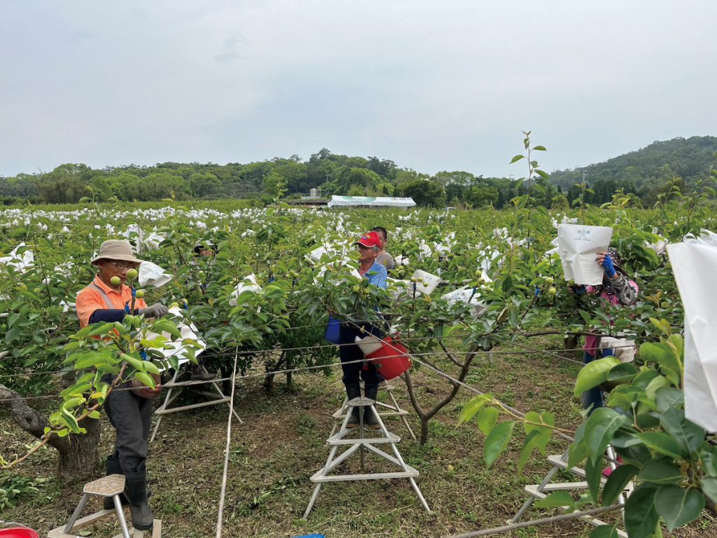 工作團隊進行高接梨套袋,要非常的細心與耐心,由於第一次經驗不足甚至還不小心把果實給弄斷了。