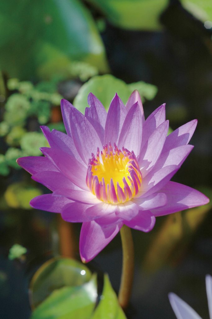 睡蓮的花色極多。