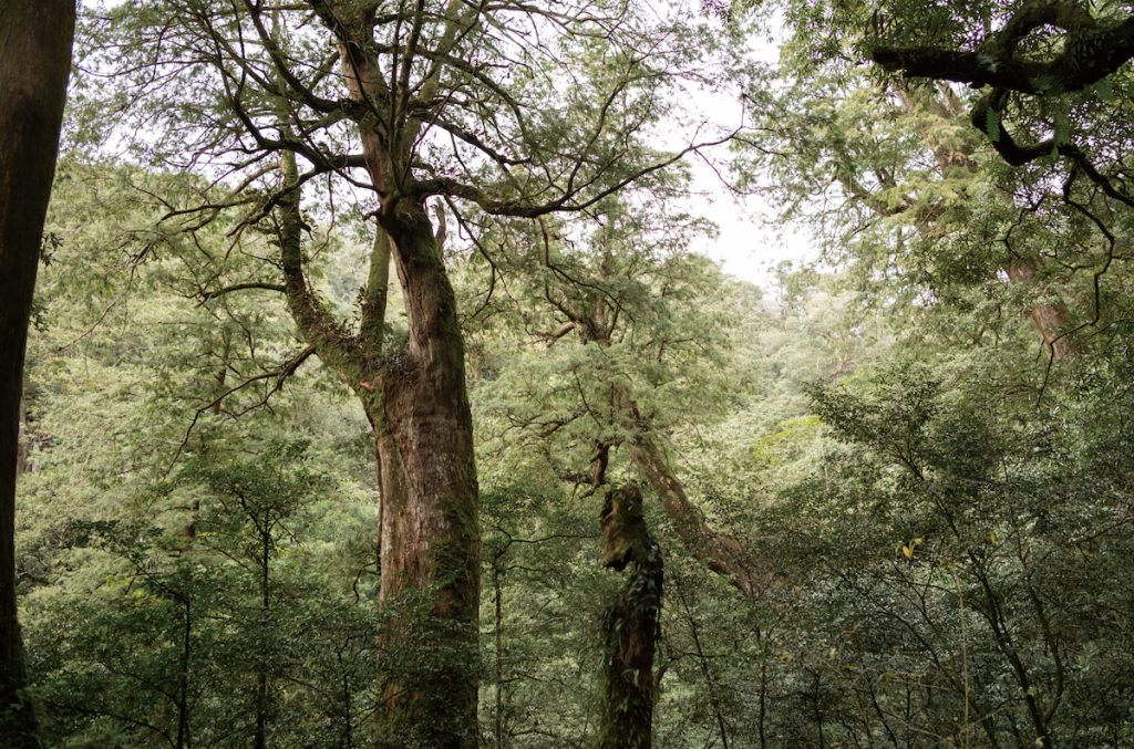 赫威神木群彷彿中央山脈核心區的一景。