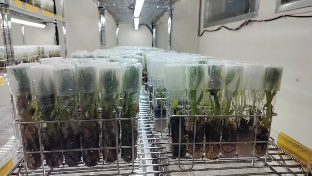 香蕉研究所保有多樣香蕉種原。
