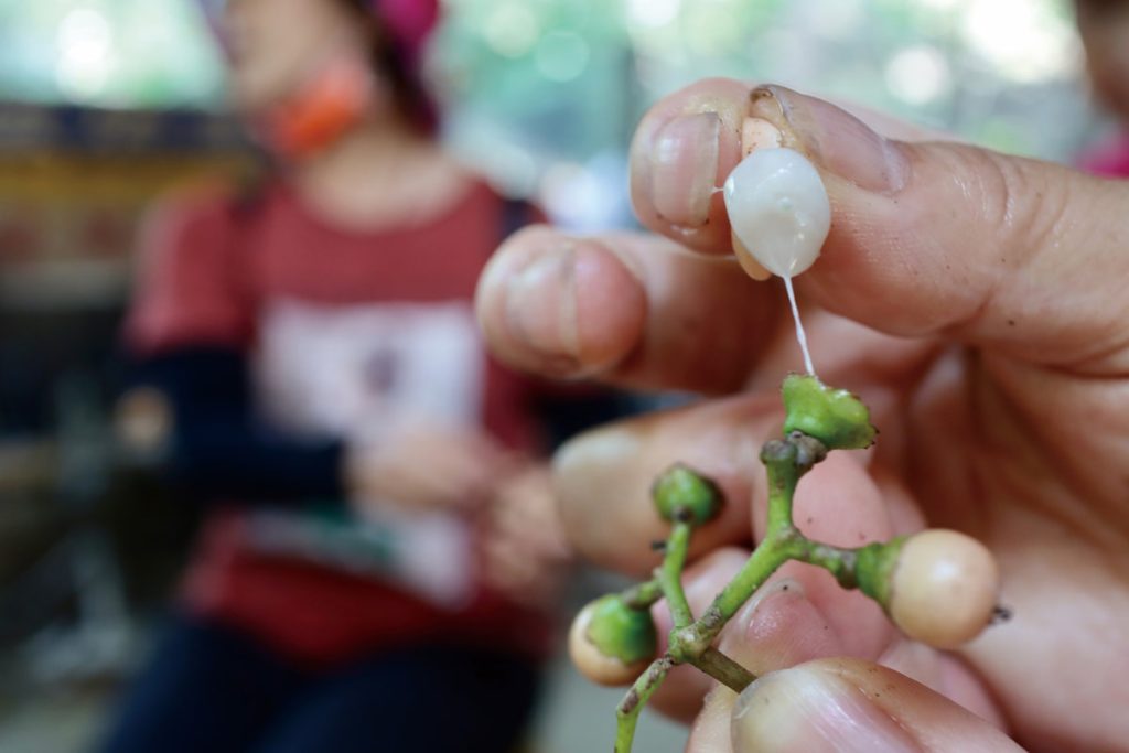 破布子最難是要一顆顆把它從果串上用手指捏下又要保持其完整,非常耗時。如果捏破外皮可見破布子充滿黏稠汁液。