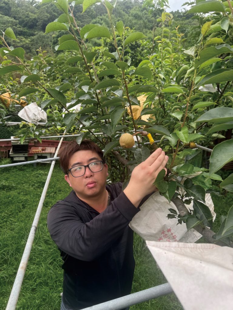 高接梨嫁接,充滿著不確定性,有了結果,心才能放下,就像公布成績一樣緊張。