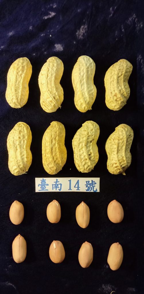 臺南14 號為國內最常見花生。