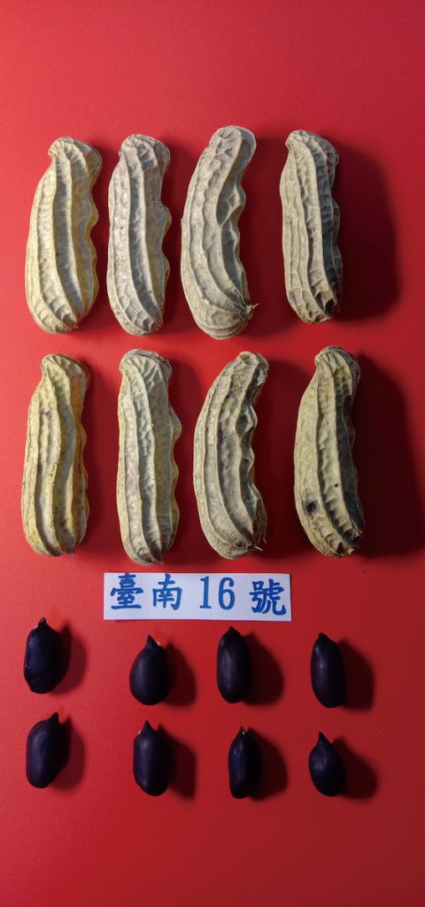 臺南16號主要分布於雲林元長。