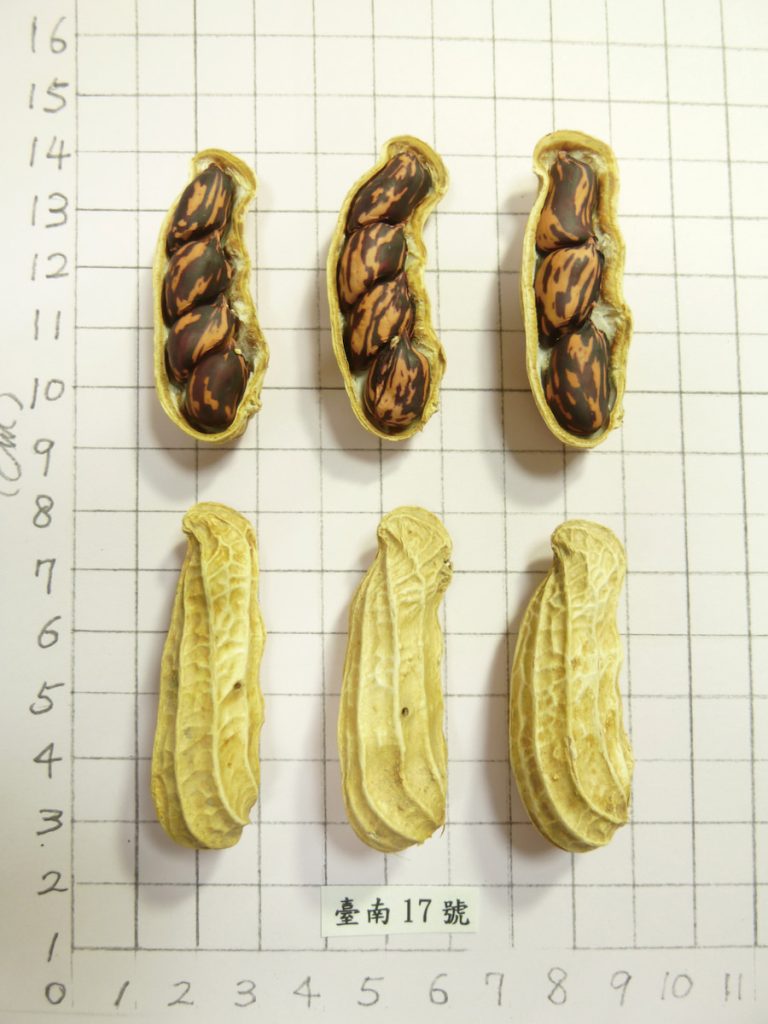 臺南17號為花仁,帶有深紫色紋路。
