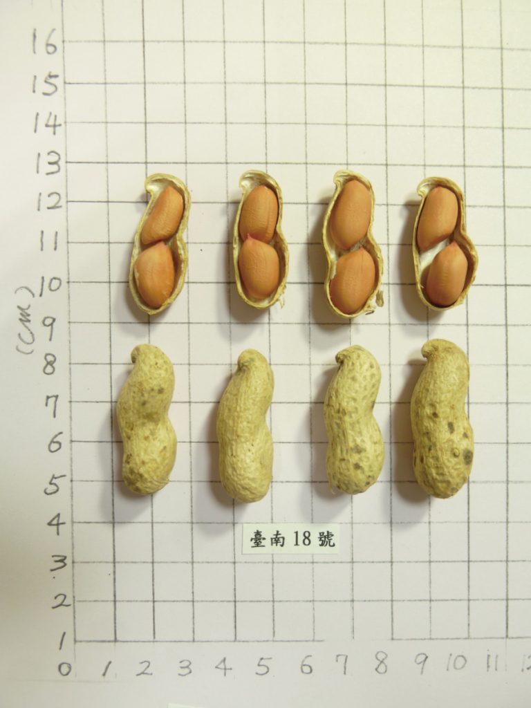 臺南18號種籽大,口感細緻,有望取代傳統品種。