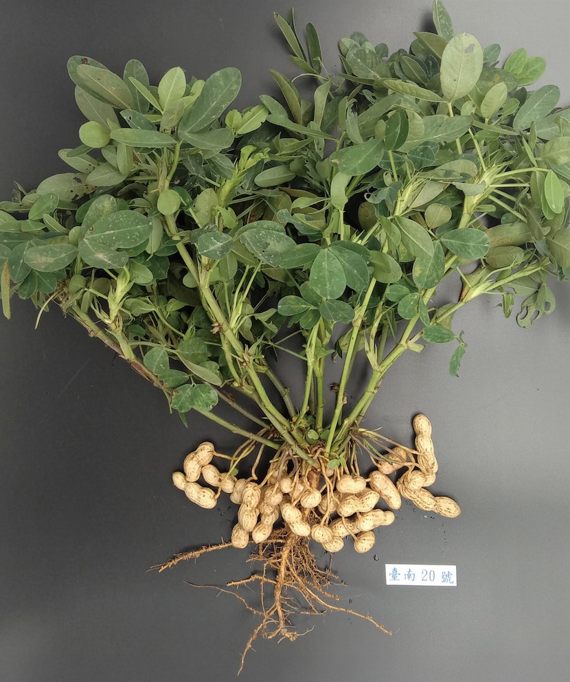 臺南20號為國內第一個高油酸品種花生。