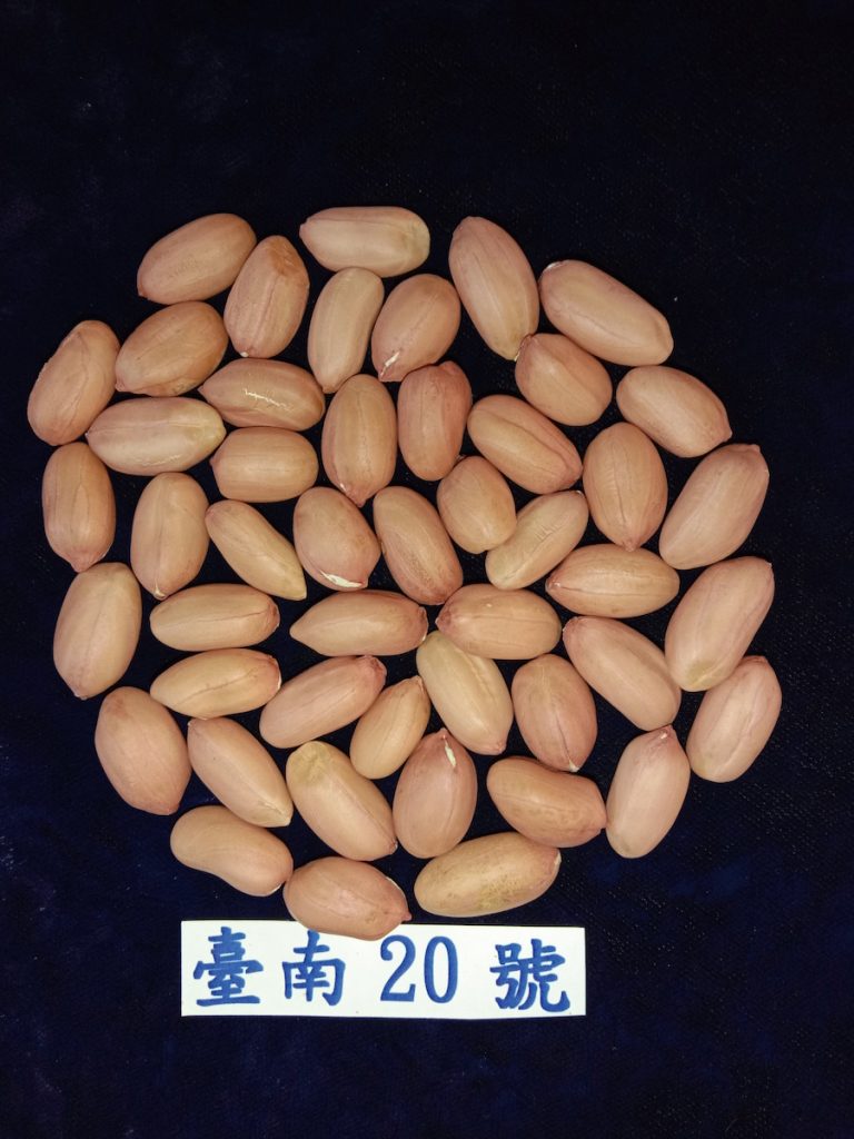 臺南20號是更符合世界消費趨勢的高油酸品種花生(照片提供/陳國憲)