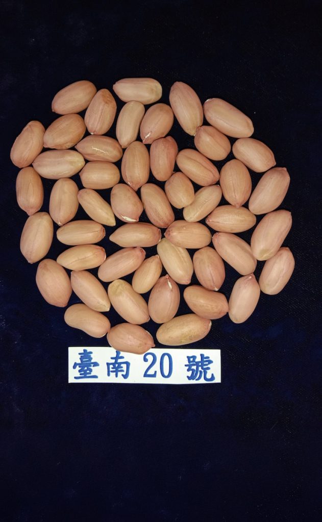 臺南20號種子大,高油酸更符合健康飲食趨勢。