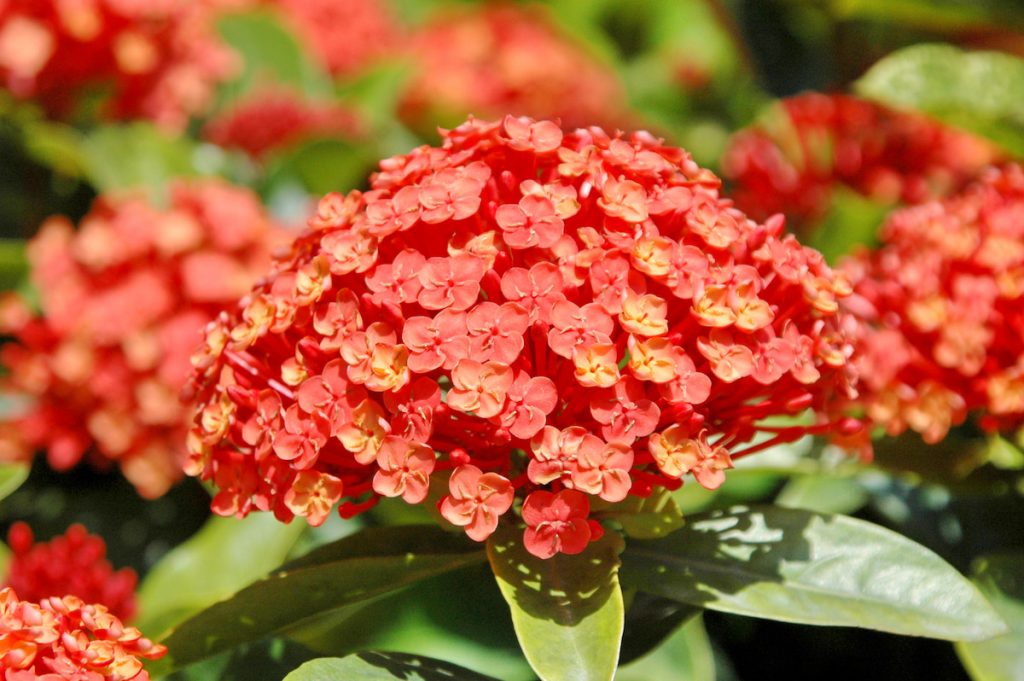 仙丹花Ixora chinensis