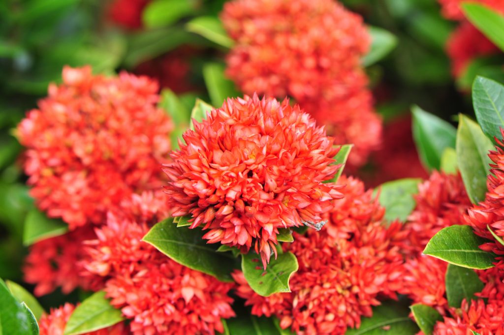 仙丹花-深紅之星Ixora ‘ Cri ms on St ar ’
