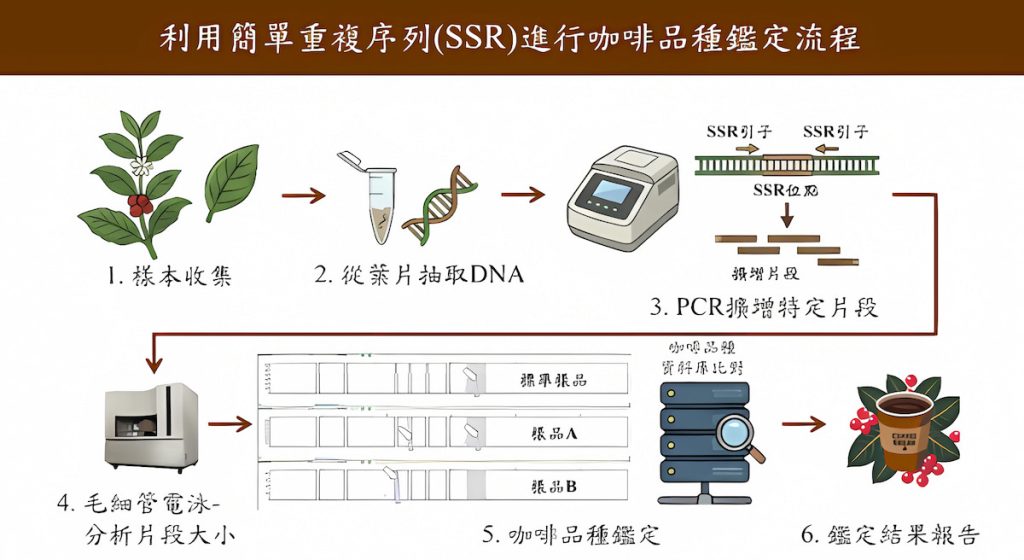 咖啡品種分子鑑定技術的分析流程。