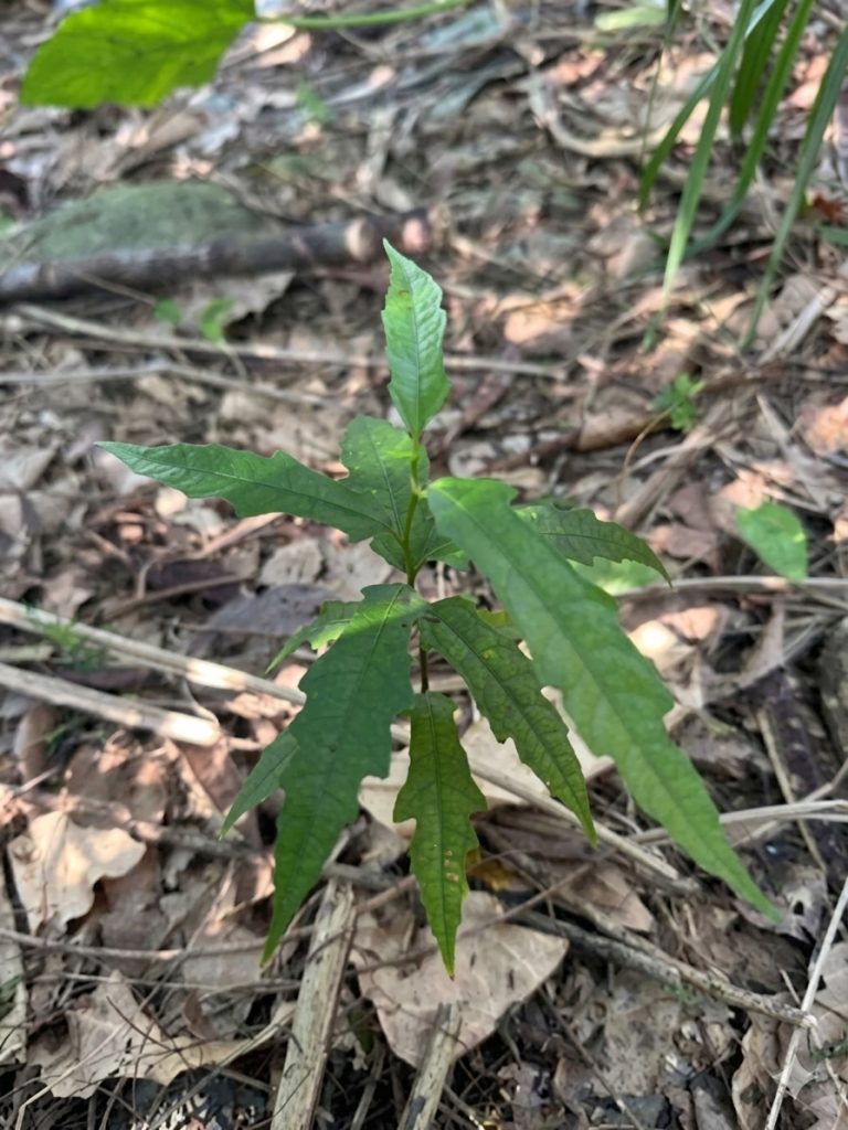 菲律賓榕屬於演替後期的樹種，在花蓮新城的銀合歡林中，3年前種植的樹苗已逐漸長大，目前開始出現菲律賓榕的自生小苗，此現象顯示經由種源的補充，已啟動森林演替的自然力。