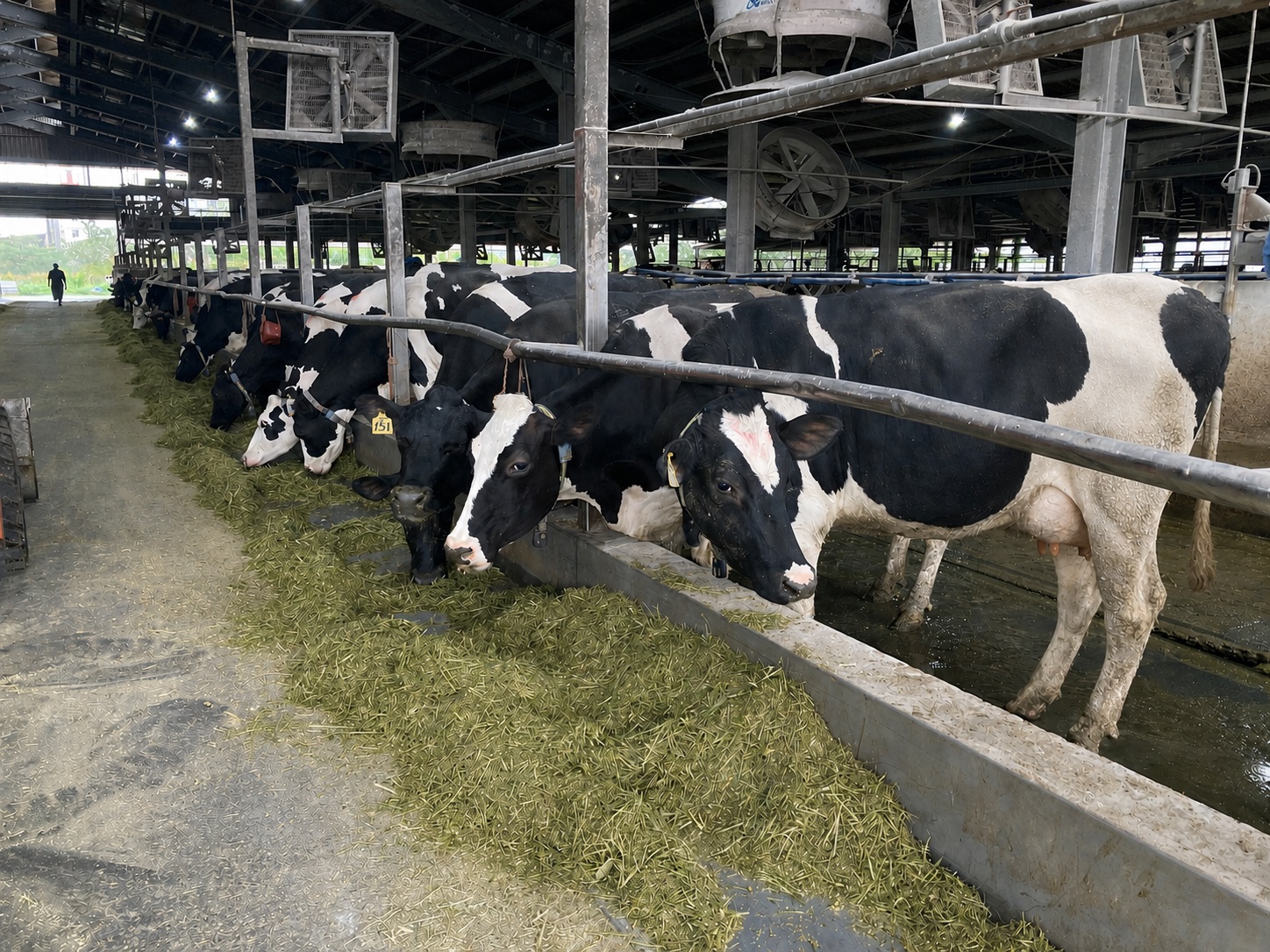 圖2.乳牛高效產乳營養補充錠劑之初步動物試驗顯示具穩定血糖與降低酮體生成等效益。