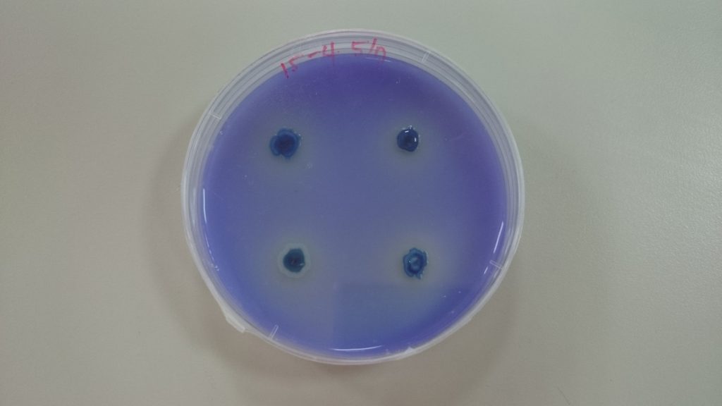 苗栗活菌1號是無毒環保的雙效益生菌，兼具生物農藥與溶磷溶鉀微生物肥料的多功能活性。