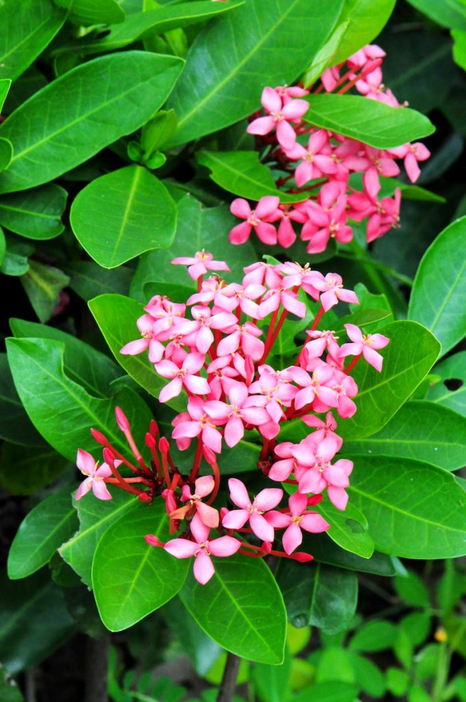 宮粉仙丹Ixora sp‘. Pink’