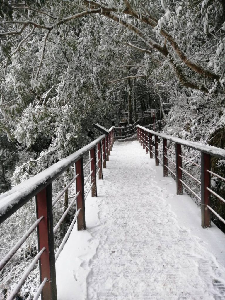 拉拉山國家森林遊樂區雪景。