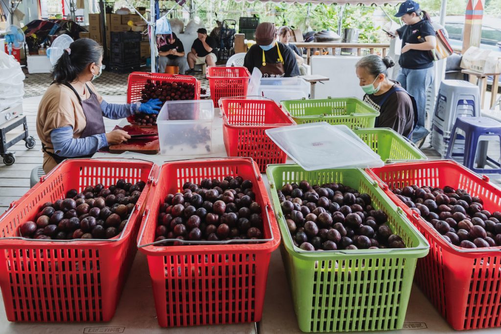 採果季後,部落加工班耗費24 小時以上,加工製成紅肉李果醬和果露。