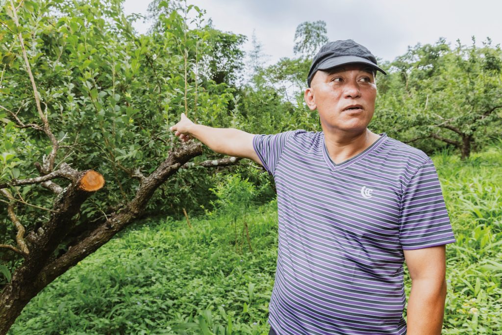 果農李致能身兼部落董事種植上百棵李子樹。