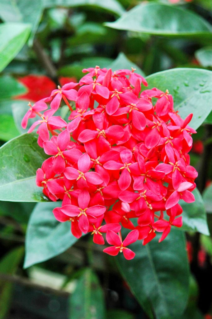 洋紅仙丹Ixora 'Nora Grant'
