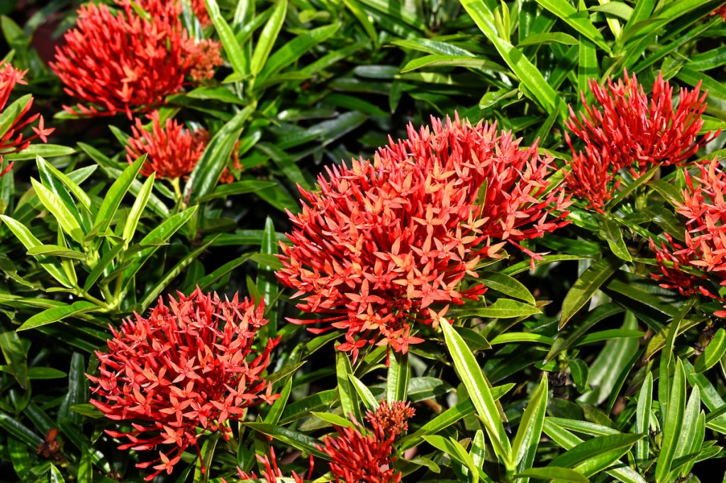 煙火仙丹Ixora 'Sri Lanka'