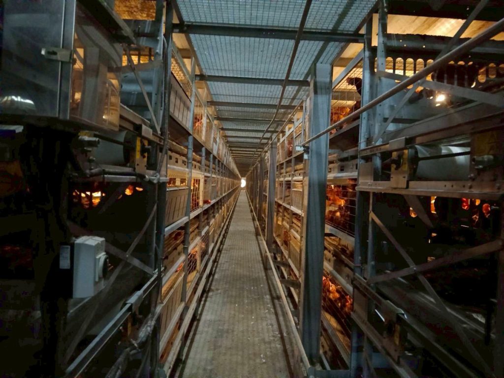 瑞牧目前自有蛋雞場共7場,產量約每月40萬顆蛋。