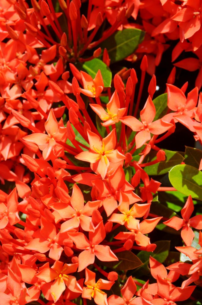 矮仙丹Ixora coccinea ‘Petite’