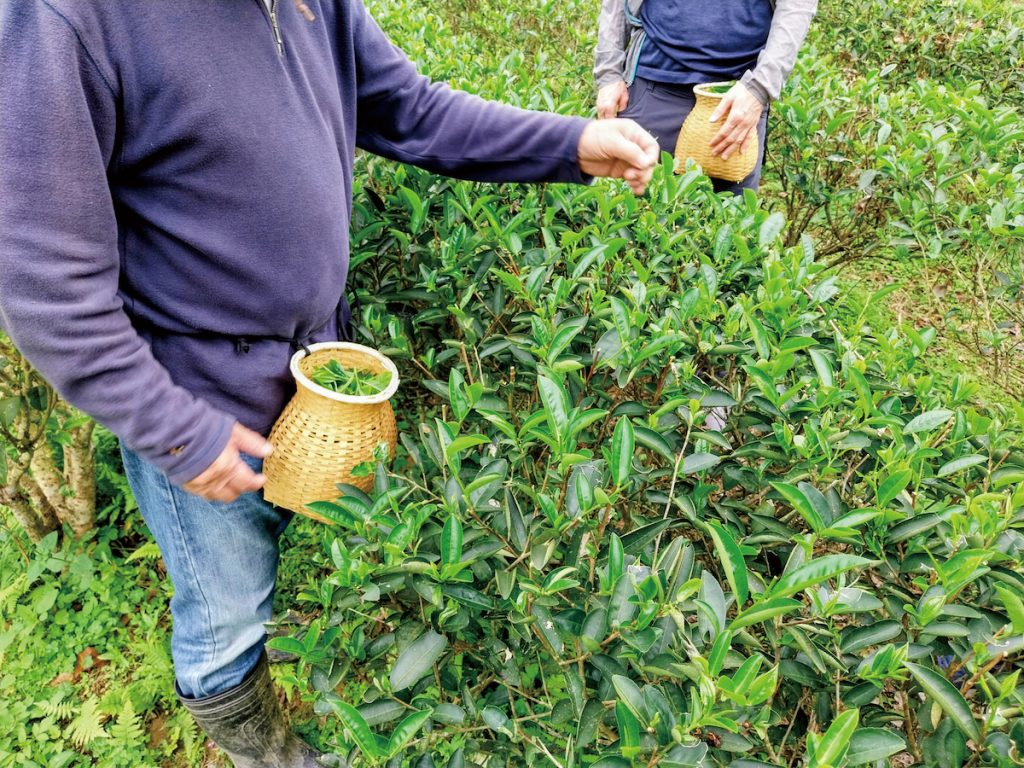腰間的茶簍呈現少量採茶的精製化。