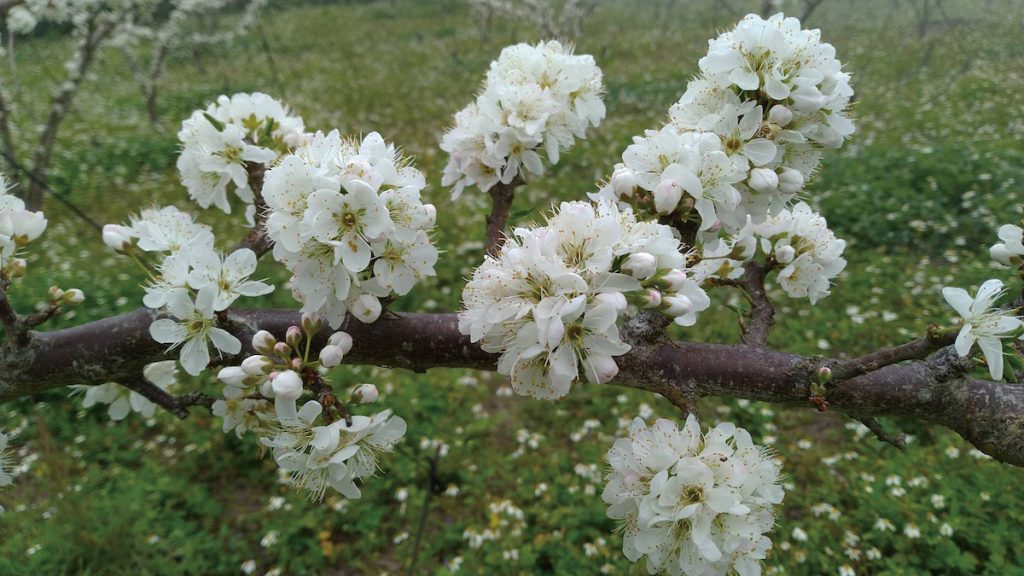 苗栗泰安的李子樹約每年2月開花,被稱為「二月春雪」,美不勝收。