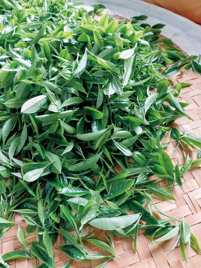 鮮採的茶葉翠綠動人。