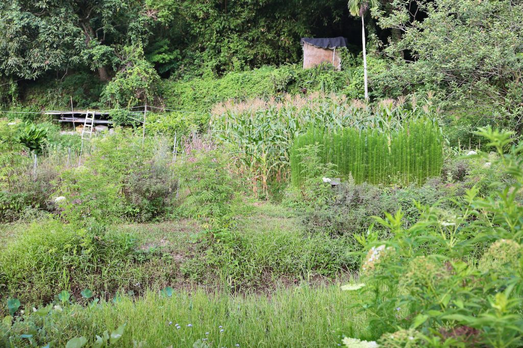 張淑玲將農園打造猶如花園。