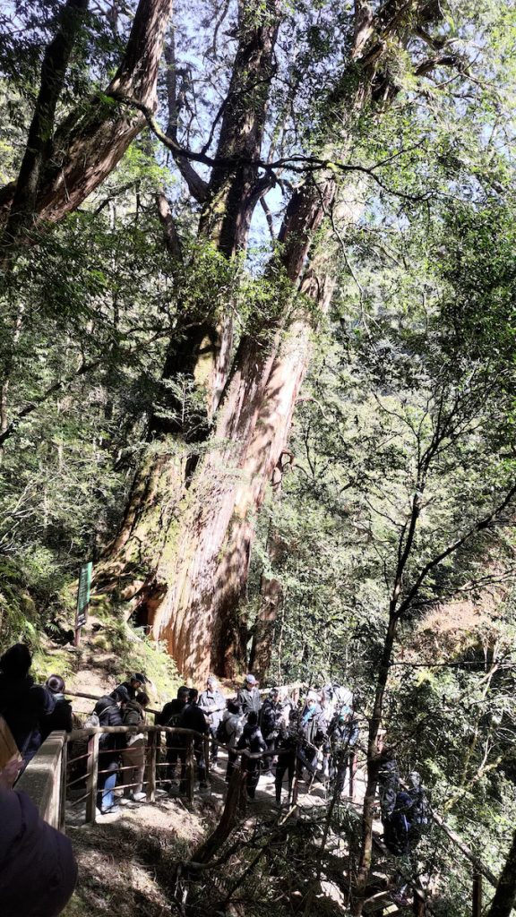 拉拉山國家森林遊樂區#5號巨木。