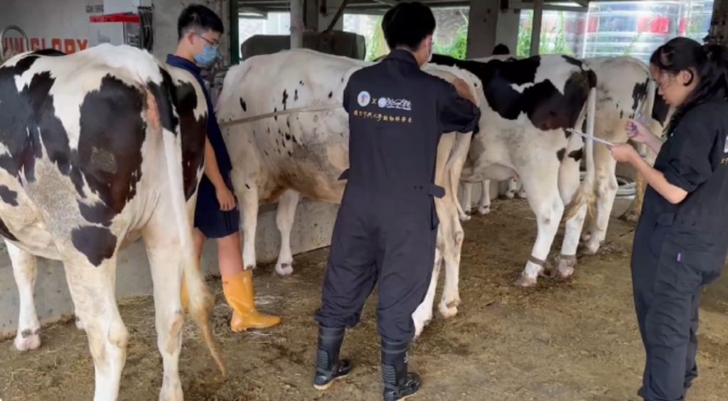 作業人員測量乳牛斜體長。