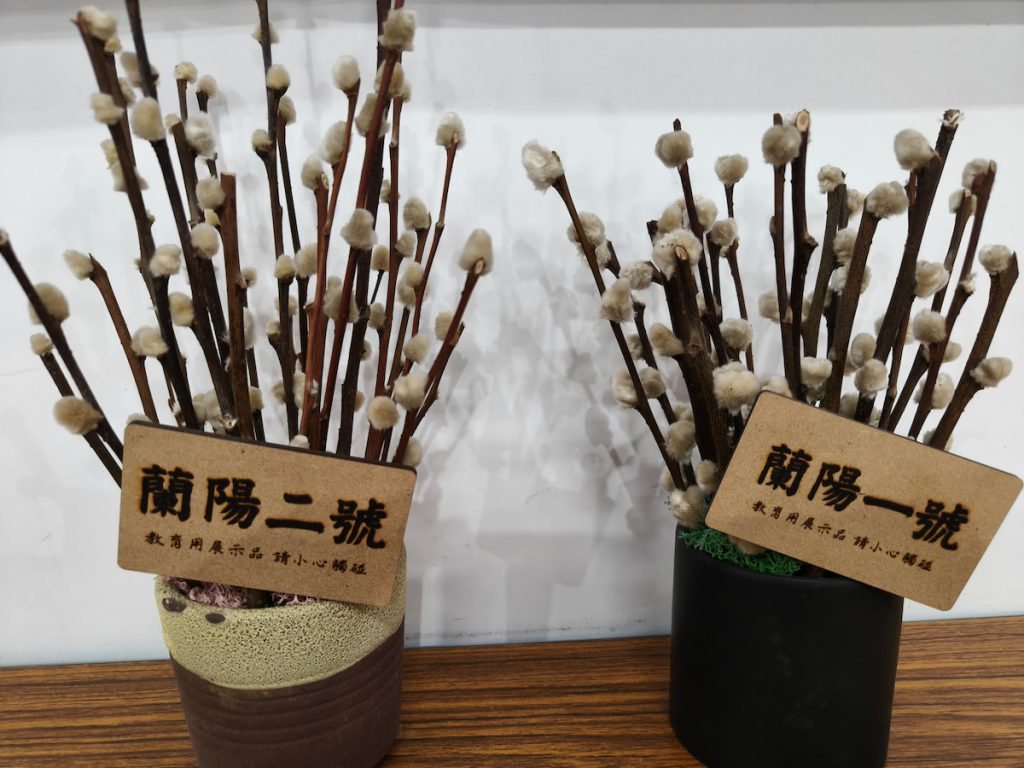 銀柳產業從生產端更新品種。