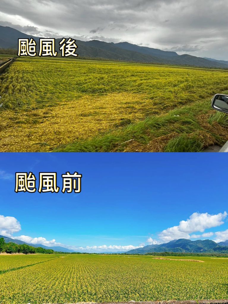 康芮颱風掃平東豐拾穗有機農場的契作稻田。(圖片提供/東豐拾穗有機農場)