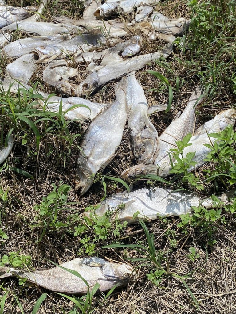 生產者擔心預購無法交貨,但氣候變遷下消費者應成為生產者後盾。(圖片提供/邱經堯)