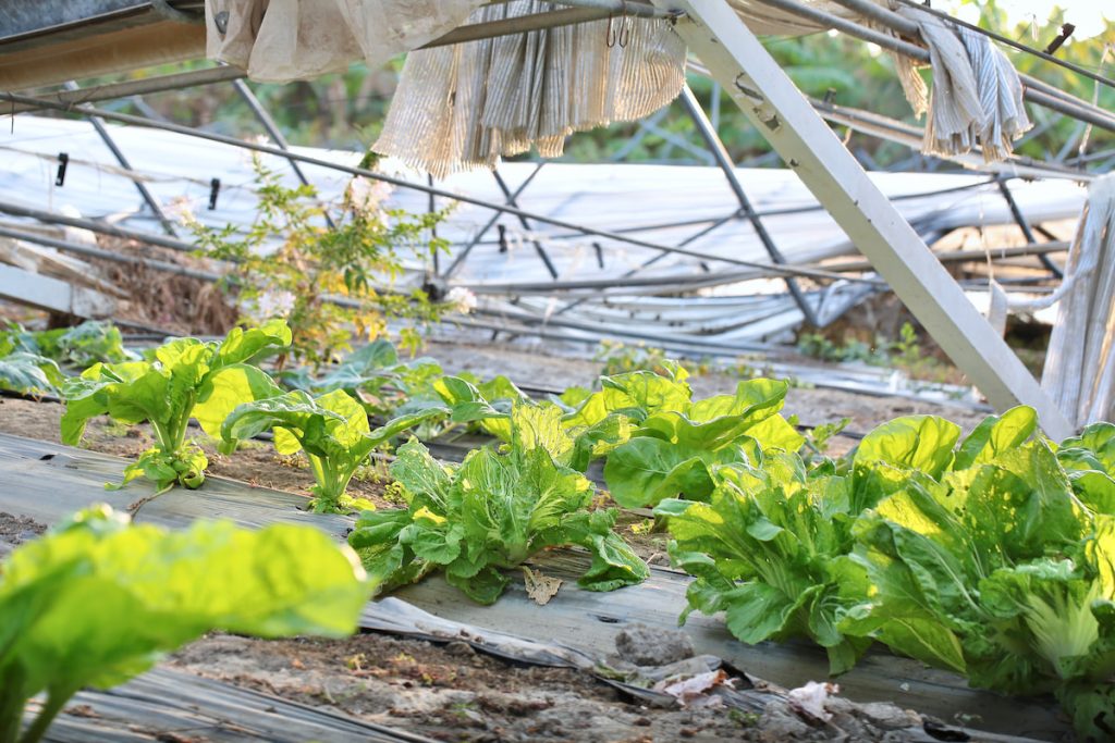 還未重建的溫室多原地種植蔬果。