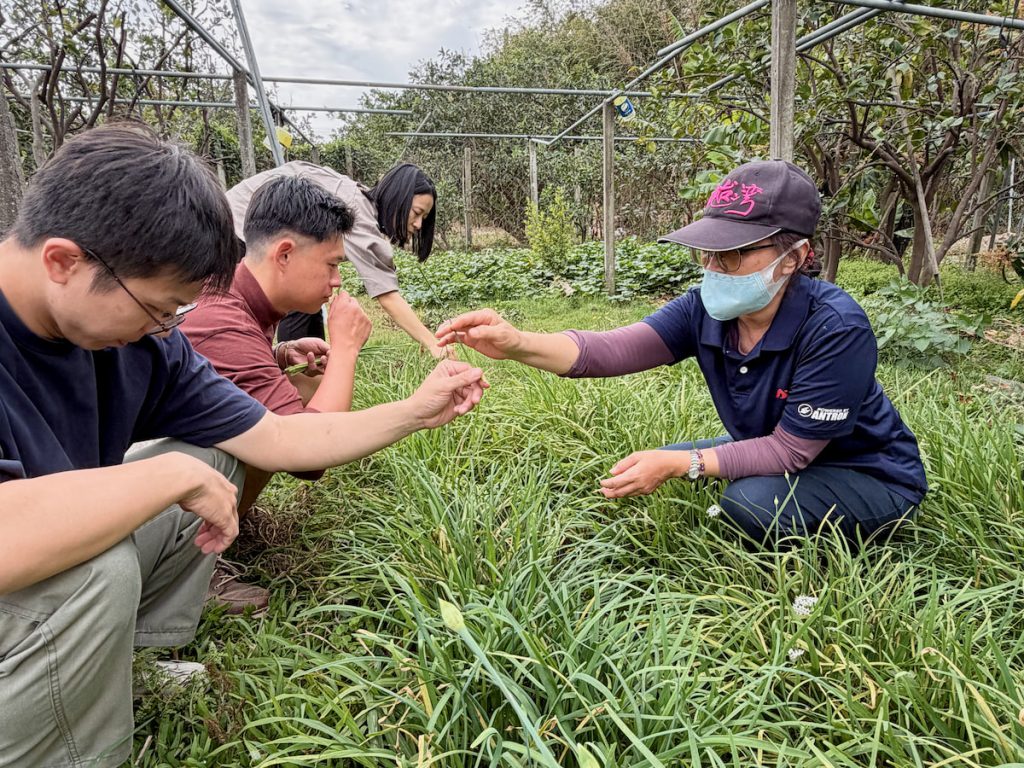 王淑珍介紹柚園裡的小菜園。