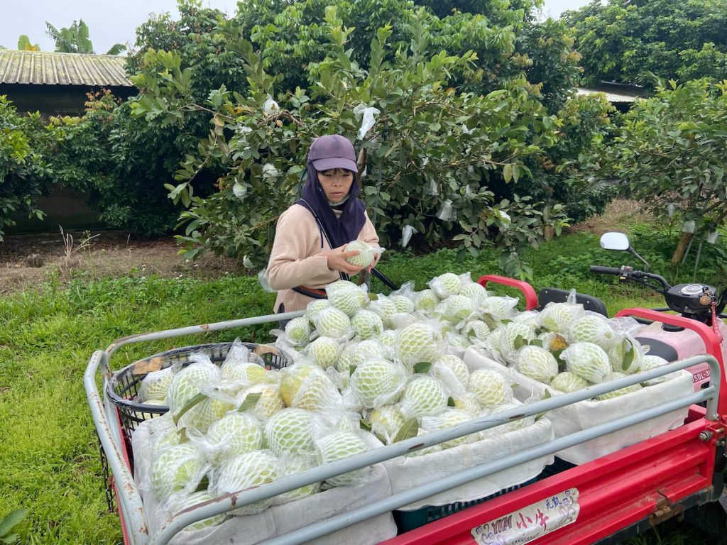 為了讓農村重新站起,呂英瑛發起預購賑災。(圖片提供/呂英瑛)