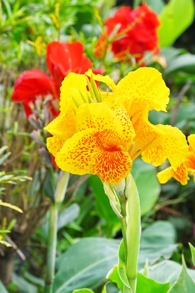 經典品種理查華爾士,高挺花梗托起花序,勾勒熱帶庭園風情。
