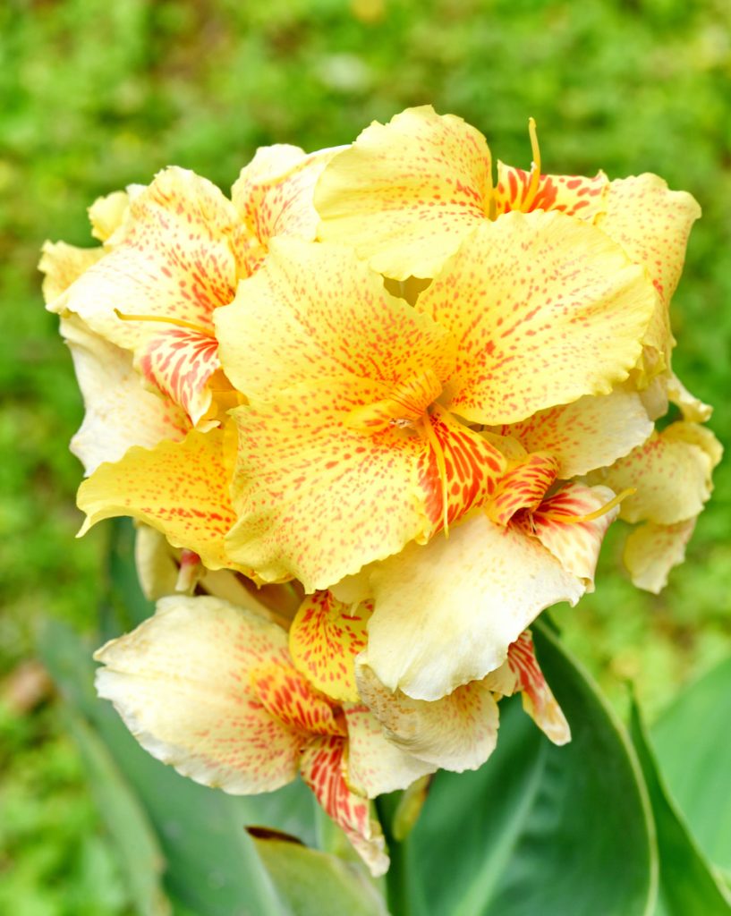 大型花品種花徑寬闊,極具觀賞價值。