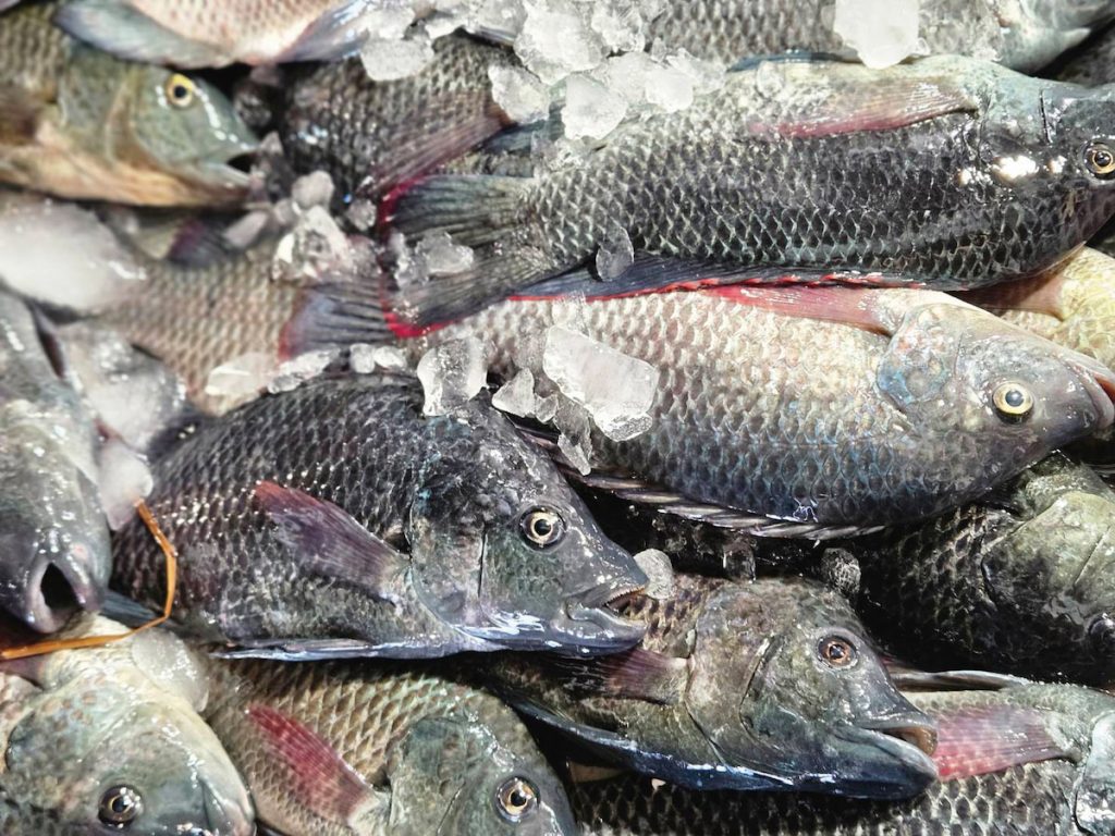 鹹水吳郭魚。