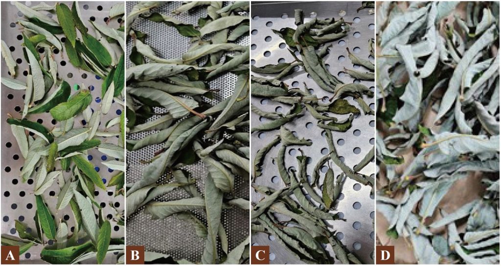 (A)新鮮銀柳葉、(B)冷風乾燥銀柳葉、(C)熱風乾燥銀柳葉、(D)微波乾燥銀柳葉。