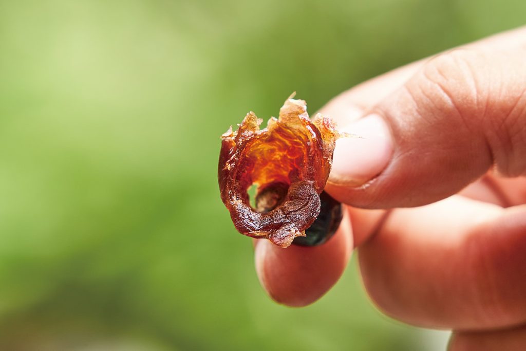 中醫認為桂圓補血、安神、益脾胃,傳統社會坐月子會吃桂圓煎蛋,足見其營養價值。