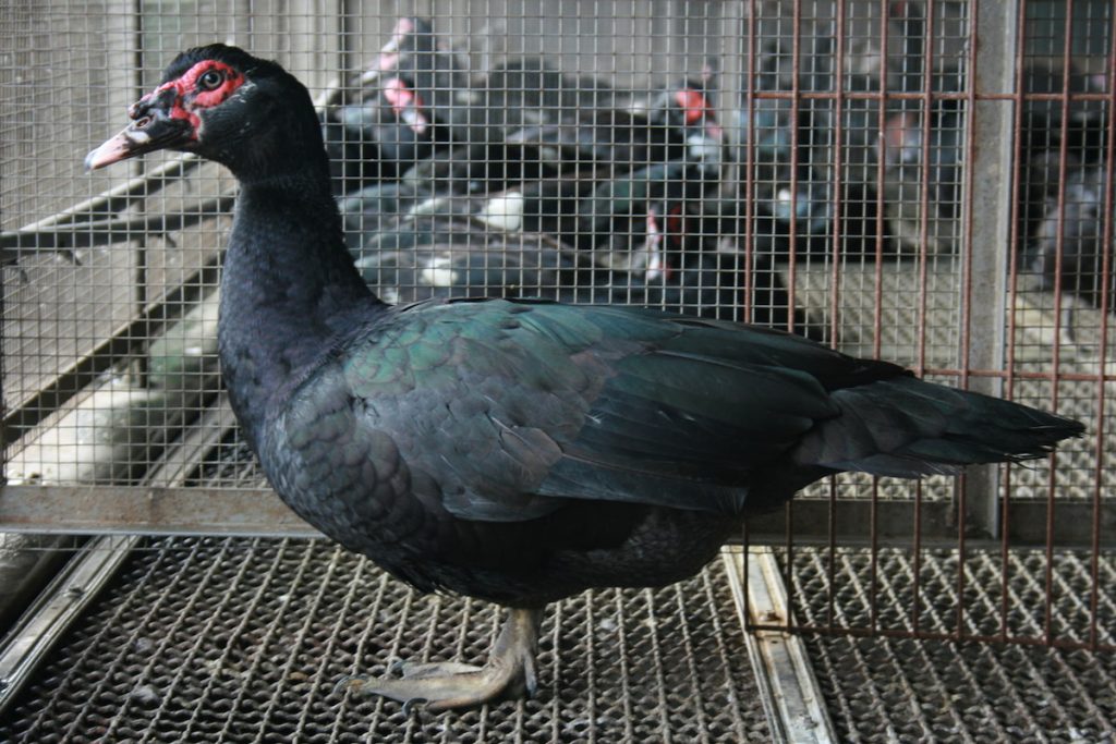 番鴨為「疣鼻棲鴨屬」(Cairina )物種,圖為畜試所保種「五結黑色番鴨」。