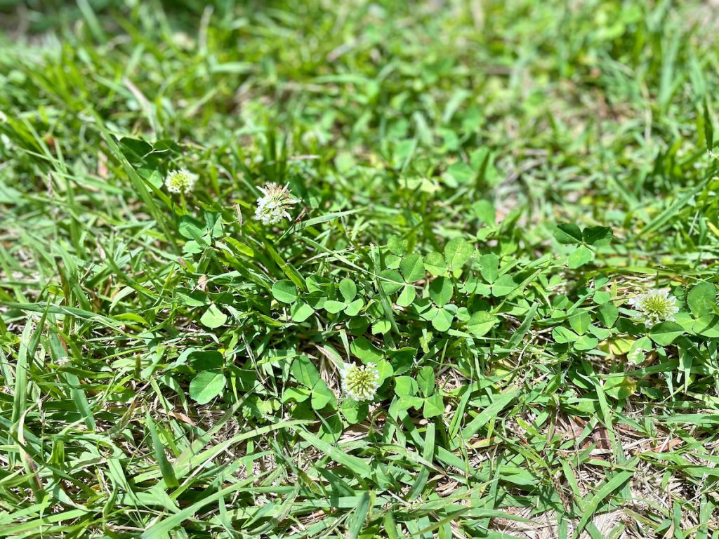 森林牧場裡有多元草相,讓一年四季的牛奶呈現不同風味。